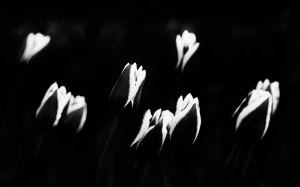 Piękne Świeże Wiosenne Kwiaty Tulipany — Zdjęcie stockowe