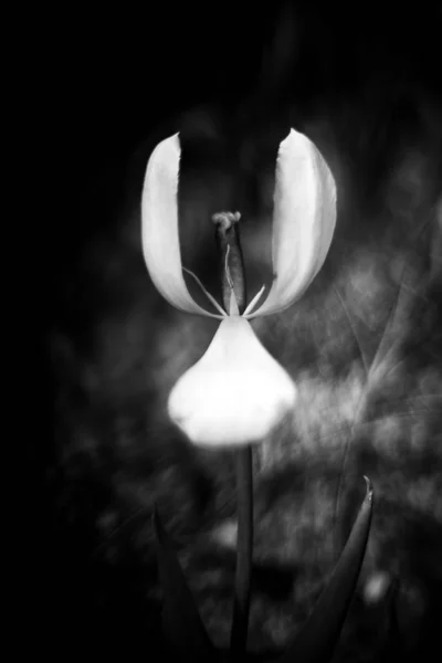 Schöne Frische Frühlingsblumen Tulpen — Stockfoto