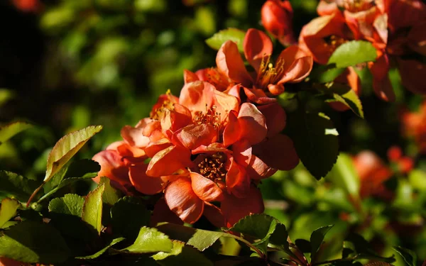 Цветы Красной Весенней Айвы — стоковое фото