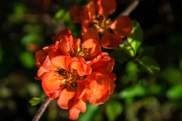 Цветы Красной Весенней Айвы — стоковое фото