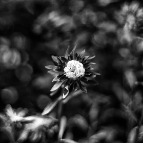 Vacker Sitt Utbud Aster Blommor — Stockfoto