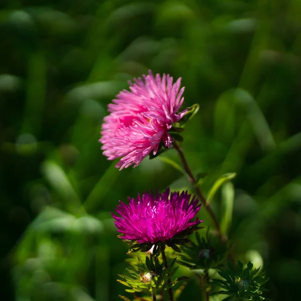 Bonito Sua Variedade Flores Aster — Fotografia de Stock