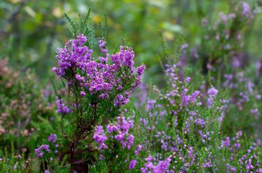 Yaz ormanında Heather çiçekleri.