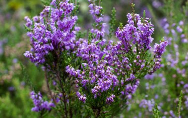Yaz ormanında Heather çiçekleri.