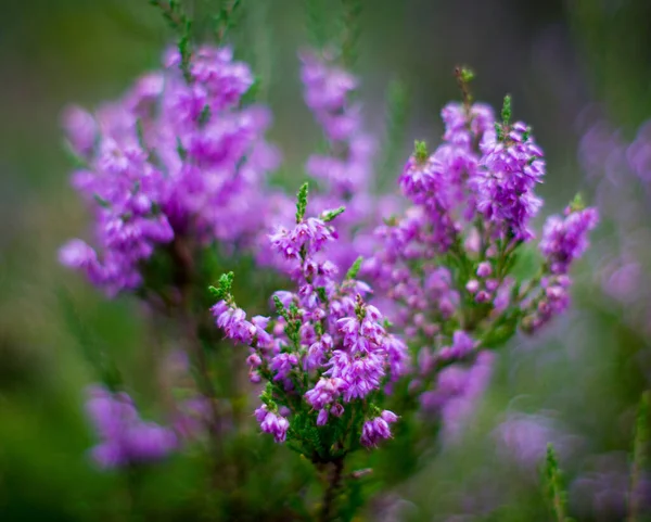 Flores Heather Uma Floresta Verão — Fotografia de Stock