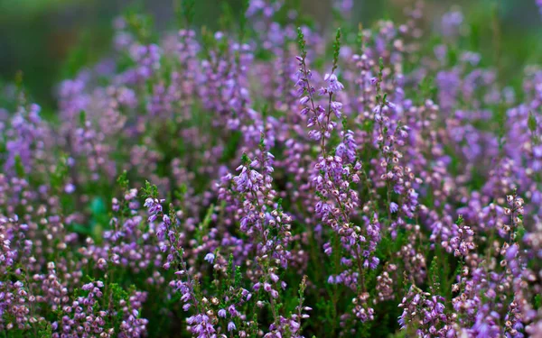 Heather Kwiaty Letnim Lesie — Zdjęcie stockowe