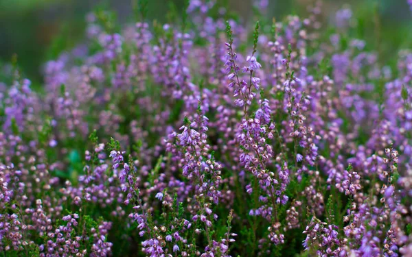 Flores Heather Uma Floresta Verão — Fotografia de Stock