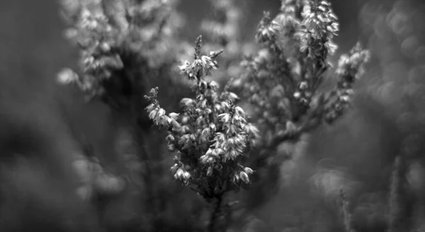 夏の森でのヒーザーの花 — ストック写真