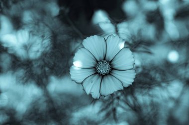 Yazın güzel kozmea çiçekleri.