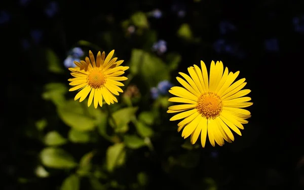 Vackra Sommar Gula Doronicum Blommor — Stockfoto