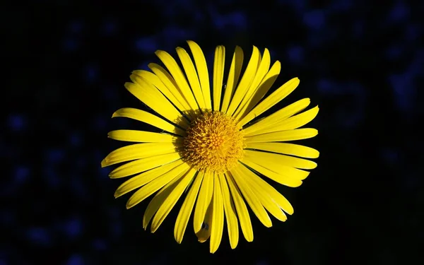 Hermosas Flores Doronicum Amarillo Verano — Foto de Stock