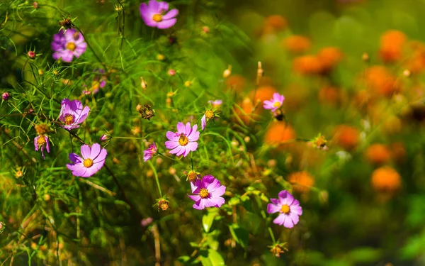 Lindas Flores Cosmea Verão — Fotografia de Stock