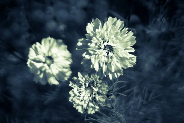 Schöne Kosmetikblumen Sommer — Stockfoto