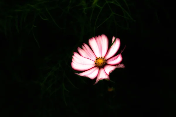 Beautiful Cosmea Flowers Summer — Stock Photo, Image