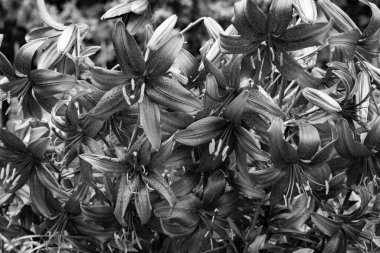 Yazın zambakların güzel çiçekleri.