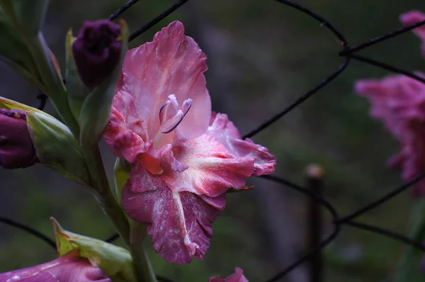 Красивые Цветы Лилий Летом — стоковое фото