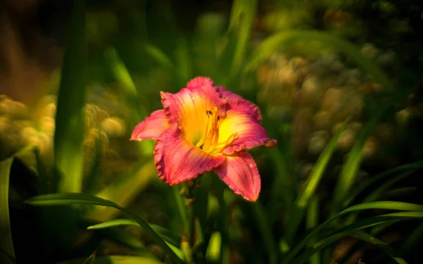 Belles Fleurs Lis Été — Photo