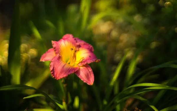 Красиві Квіти Лілій Влітку — стокове фото