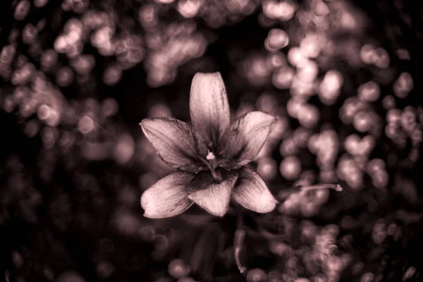 Lindas Flores Lírios Verão — Fotografia de Stock