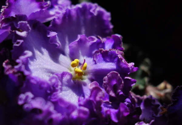 Hermosas Flores Lirios Verano —  Fotos de Stock