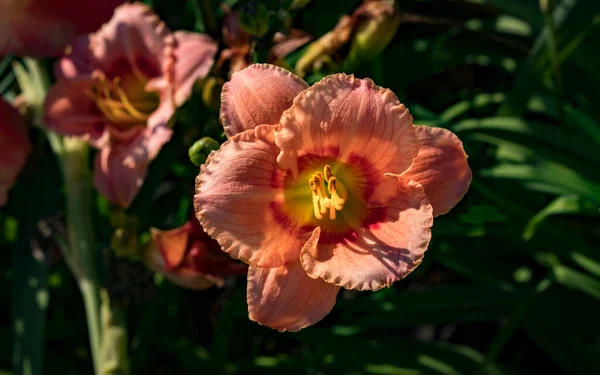 Belles Fleurs Lis Été — Photo