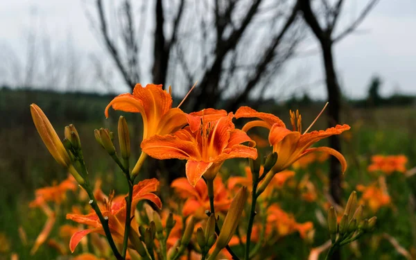 Gyönyörű Virágok Liliomok Nyáron — Stock Fotó