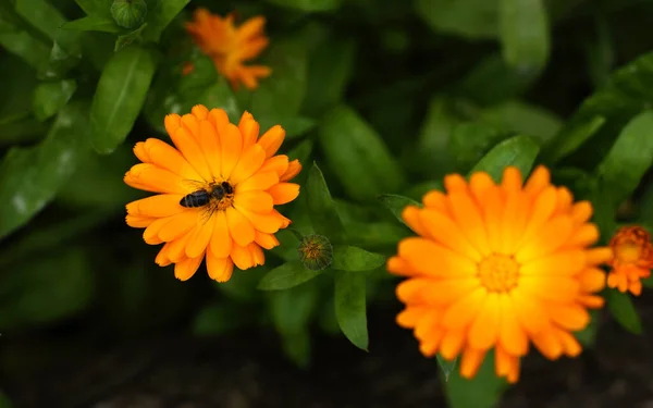 Όμορφα Λουλούδια Από Marigold Καλέντουλα Καλοκαίρι Εικόνα Αρχείου