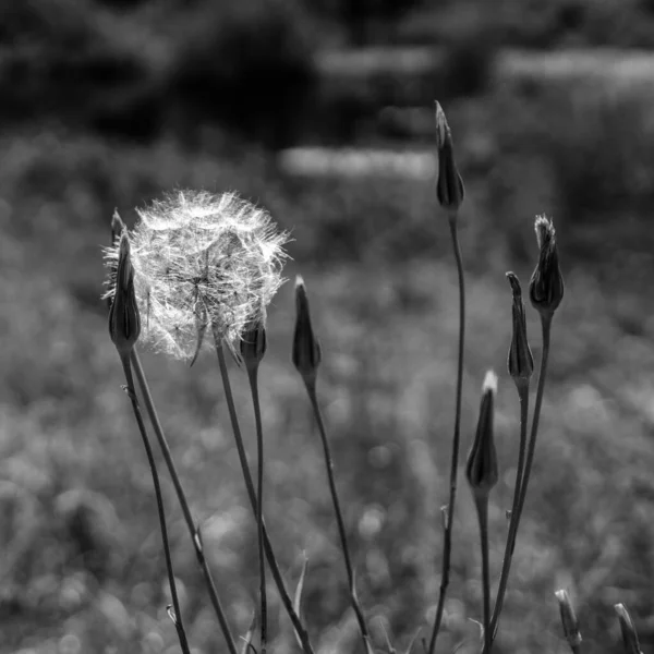 Verblasster Löwenzahn Sommerpflanze Mit Samen — Stockfoto