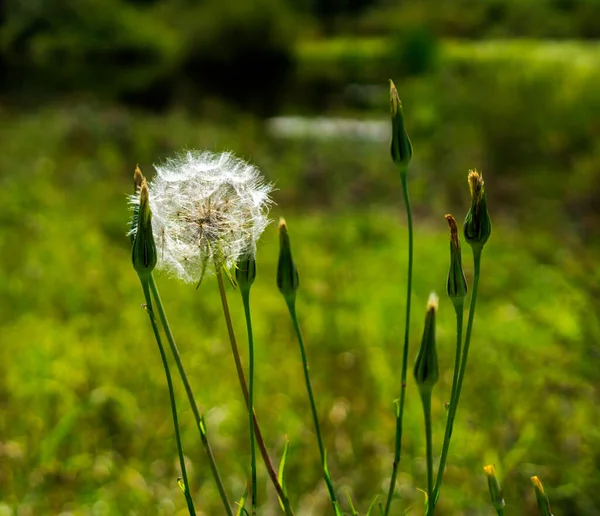 Verblasster Löwenzahn Sommerpflanze Mit Samen — Stockfoto