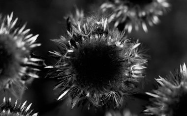 Pembe çiçekler ve devedikeni dikenleri..