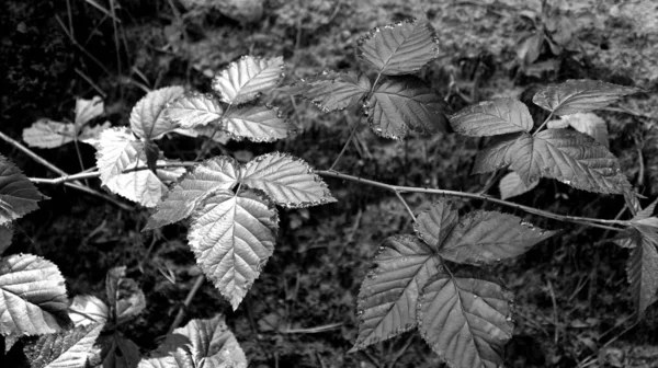 Листья Ежевики После Дождя — стоковое фото