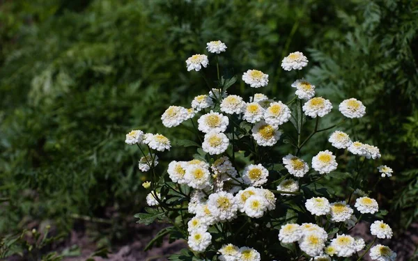 Flores Miniatura Crisantemo Blanco — Foto de Stock