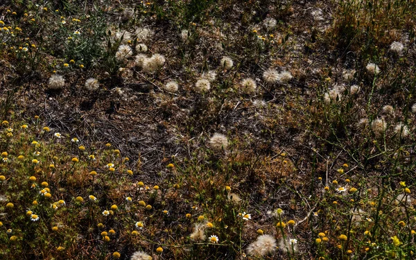 乾燥した夏の畑のタンポポとデイジー — ストック写真