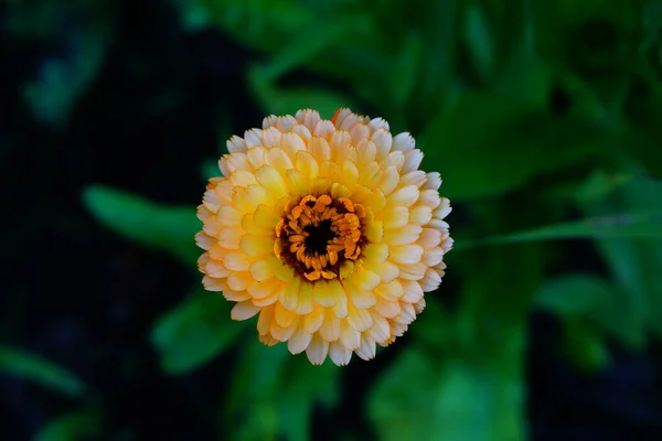 Sommer Zinnia Blüten Aus Nächster Nähe — Stockfoto