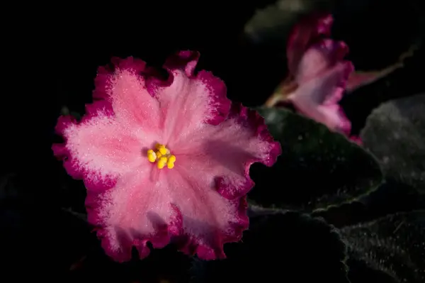 Una Variedad Flores Violetas Cerca —  Fotos de Stock