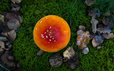 Amanita mantar sonbahar orman.