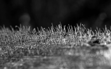 Sonbahar ormanlarında çok renkli mantarlar var..