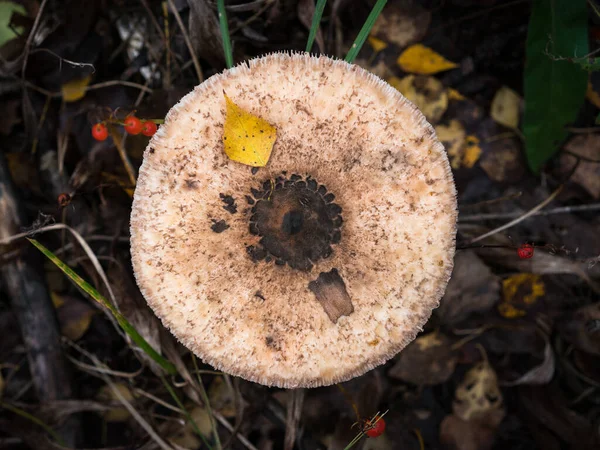 Guarda Chuva Cogumelos Floresta Outono — Fotografia de Stock