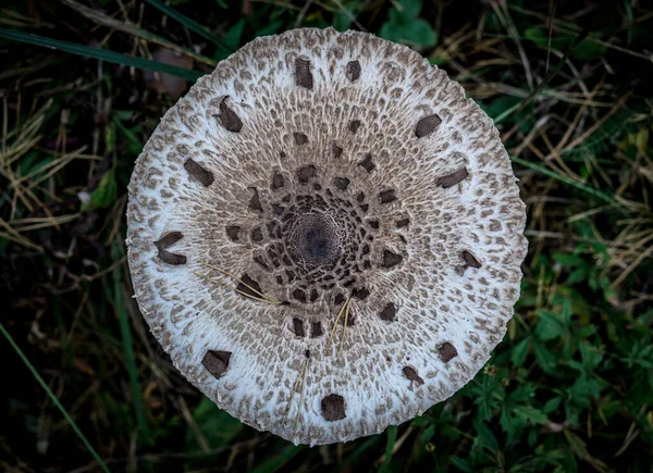 Paddenstoel Paraplu Het Najaar Bos — Stockfoto