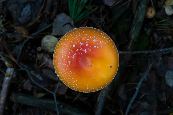 Μανιτάρια Amanita Στο Φθινόπωρο Δάσος — Φωτογραφία Αρχείου