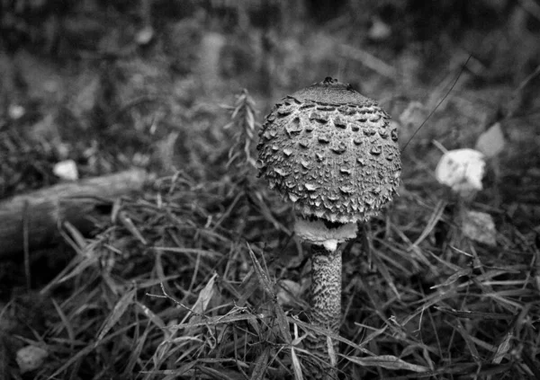 Guarda Chuva Cogumelos Floresta Outono — Fotografia de Stock