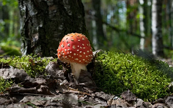 Champignon Amanita Dans Forêt Automne — Photo