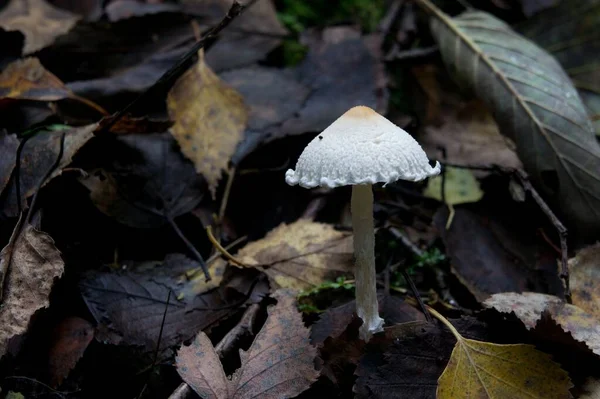 색깔의 버섯들이 숲에서 — 스톡 사진