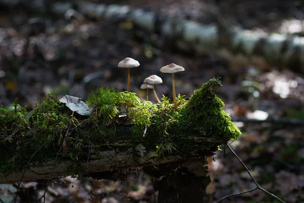 Une Variété Champignons Multicolores Dans Forêt Automne — Photo