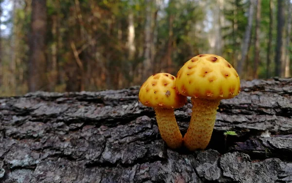 Uma Variedade Cogumelos Multicoloridos Floresta Outono — Fotografia de Stock