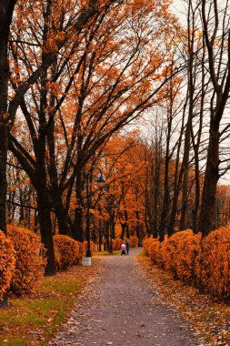Kırmızı-sarı yapraklı bir şehir parkının güzel sonbahar manzarası.