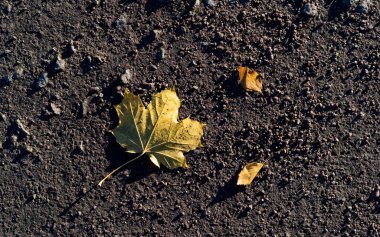 Sonbahar akçaağaçlarının sarı yaprakları..