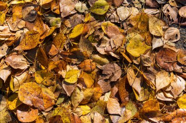 Sonbahar manzarasında açık mavi gökyüzü orman ve tarlalarla.