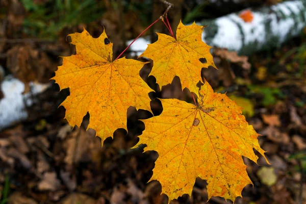 Gele Bladeren Van Herfst Esdoorn Close — Stockfoto