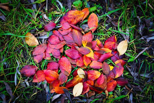 Strahlend Blauer Himmel Der Herbstlichen Landschaft Mit Wald Und Feld — Stockfoto